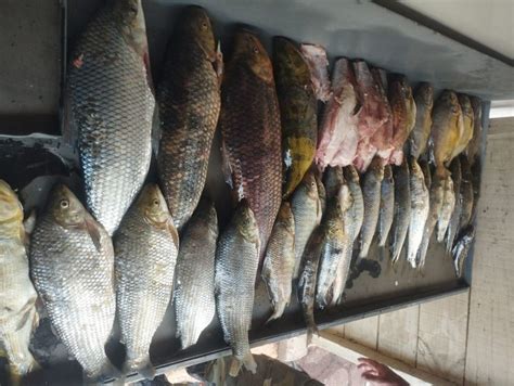 Pescadores são presos e multados por capturar peixes menores que o