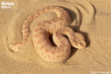 Species page of Cerastes vipera – moroccoherps.com 2.0