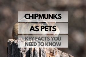 Chipmunks as Pets: Key Facts You Need to Know - Rodents For Pets