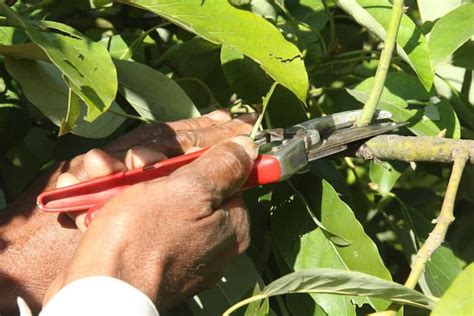 Como podar el Árbol de Aguacate Tipos y Consejos de poda