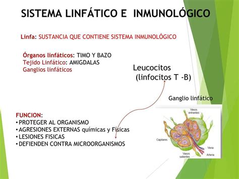 Sistema Linfático e Inmunológico Evy Oviedo uDocz