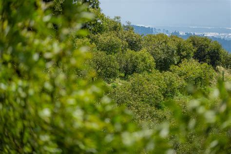 Ecov Empacadora Y Comercializadora De Oro Verde