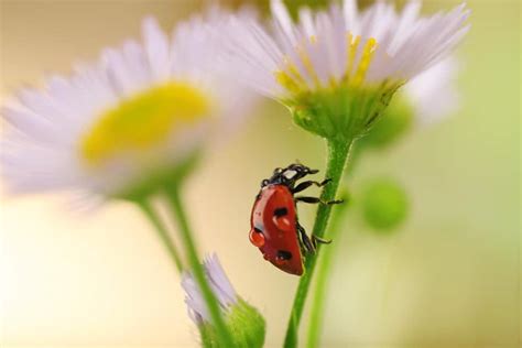 Poids Coccinelle Rouge Quel Est Le Poids D Une Coccinelle