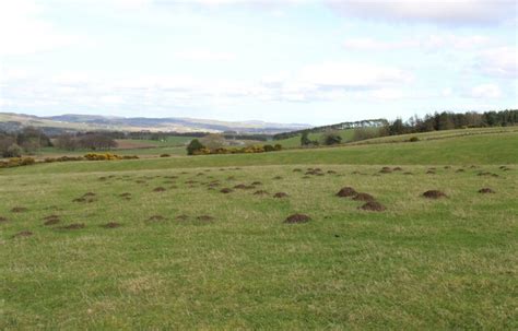 Molehills © Bill Kasman Cc By Sa20 Geograph Britain And Ireland