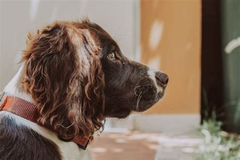 Spaniel Tedesco Carattere Prezzo Dei Cuccioli