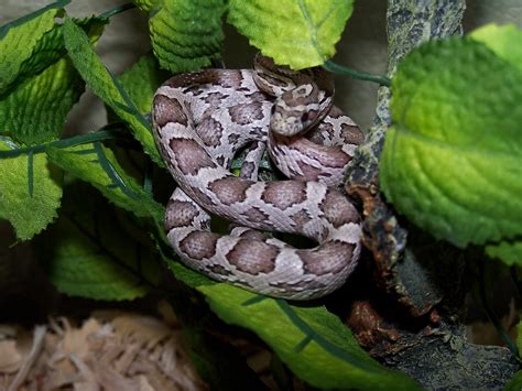 The New Call of the Wild: The Corn Snakes