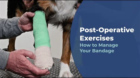 How To Manage Your Pets Bandage Capital Animal Hospital Youtube