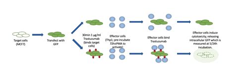 ADCC Cellomatics Biosciences