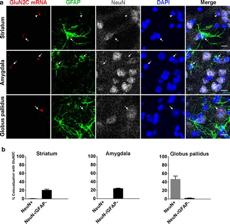 Glun C Mrna Expression In Striatum Amygdala And Globus Pallidus A