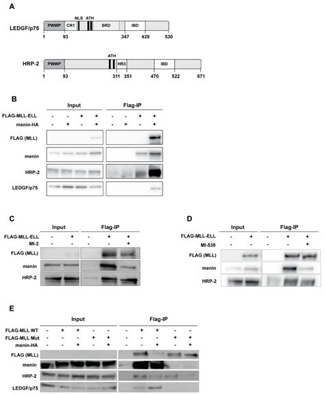 Cells Free Full Text Unlike Its Paralog Ledgfp75 Hrp 2 Is