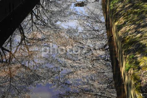 水面に映る満開の桜 No 4849020｜写真素材なら「写真ac」無料（フリー）ダウンロードok