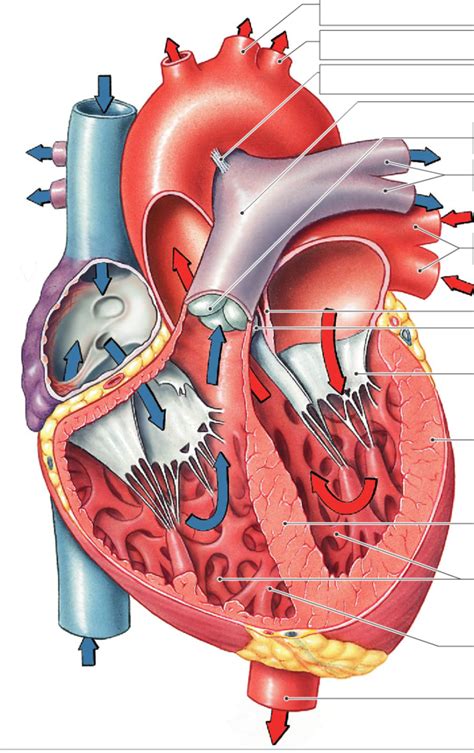 Exam 4 Sectional Anatomy Of The Heart Part 2 Diagram Quizlet