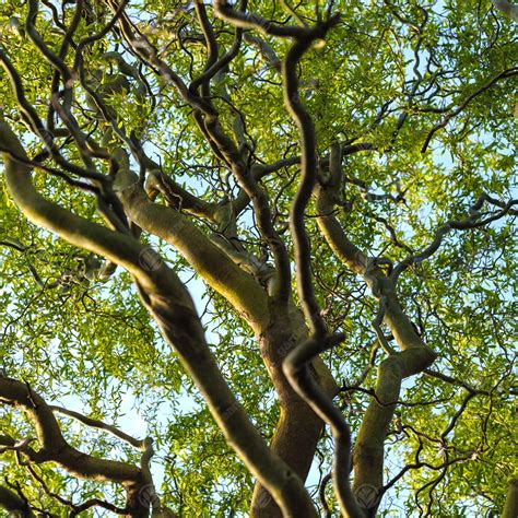 Salix Matsudana Turtuosa