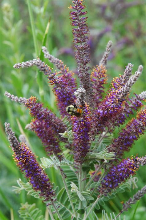 Amorpha canescens Lead Plant | Prairie Moon Nursery