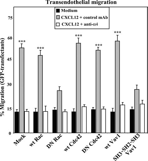 Vav1 And Rac Control Chemokine Promoted T Lymphocyte Adhesion Mediated