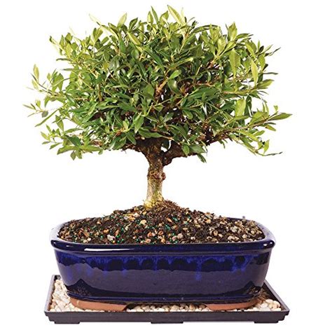 Best Gardenia Bonsai Indoor Where to Buy? VirginiaBonsai.org