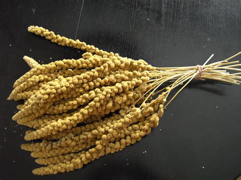 Yellow Foxtail Millet Chinese Brand 1kg Zooversandhaus Jung Germany