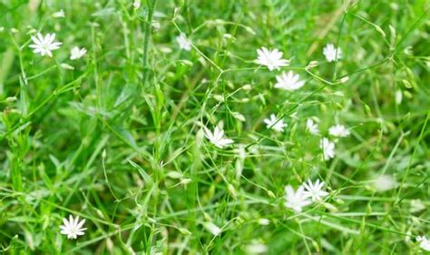 Top 10+ Types Of Weeds In North Texas