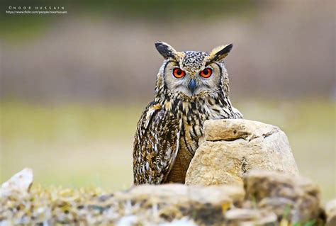 Rock eagle-owl | The Indian eagle-owl, also called the rock … | Flickr ...