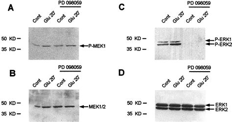 The MEK Inhibitor PD98059 Abolishes ERK Activation By Glutamate