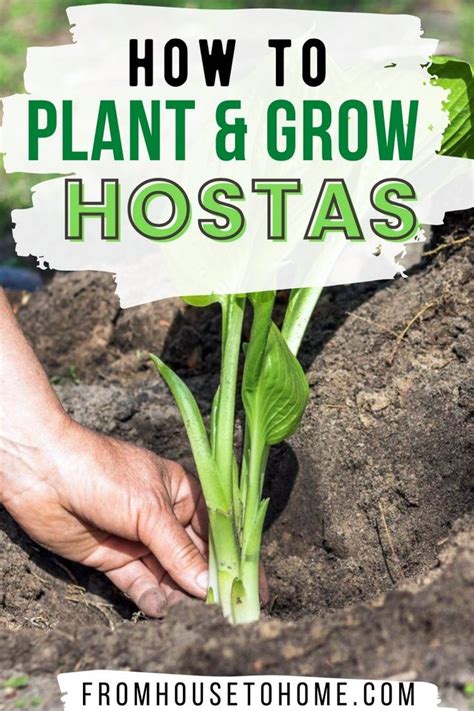 Hosta Care The Ultimate Guide To Planting And Growing Plaintain Lilies