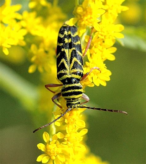 Locust Borer Megacyllene Robiniae Bugguide