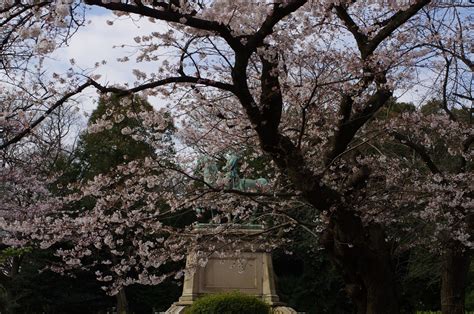 ソメイヨシノの原木候補？「上野公園の小松宮彰仁親王像周辺の桜」