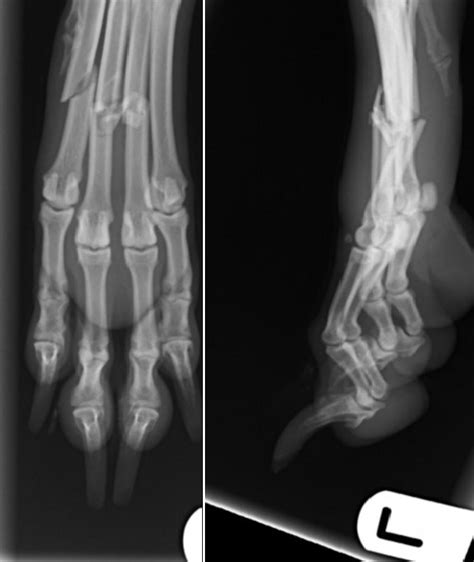 Metacarpus: fracture - MdLt and DP radiographs in Dogs (Canis) | Vetlexicon