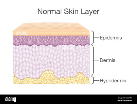 Human Skin Layers Histology