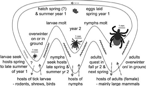 Typical life cycle of the blacklegged tick, Ixodes scapularis , and ...