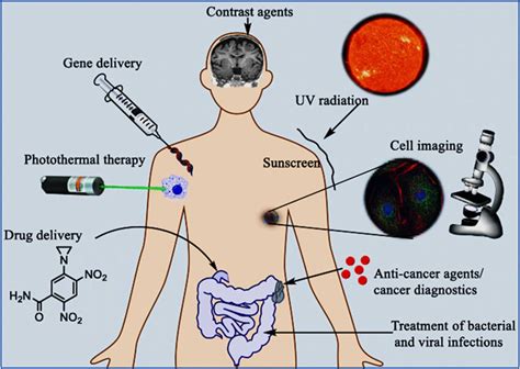 Biomedical Applications Of Magnetic Functionalized Metal Nanoparticles Download Scientific