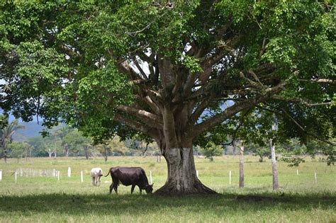 Arbre Cultiver Agriculture Photo Gratuite Sur Pixabay Pixabay