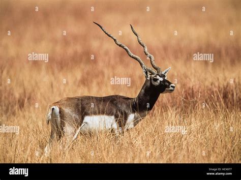 Indian Blackbuck Herd Hi Res Stock Photography And Images Alamy