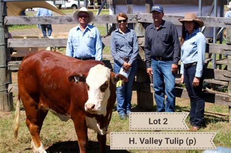 Elite Braford Breeder Sale A Success Burnett Today