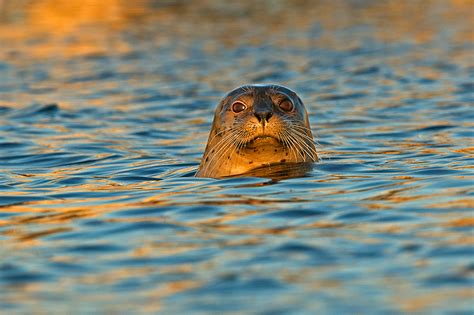 Harbor Seal at Sunset | Sean Crane Photography