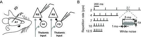 Schematic Of Electrophysiological Recordings From The Developing