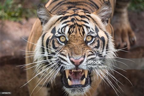 Roaring Tiger Stock Photo Download Image Now Istock