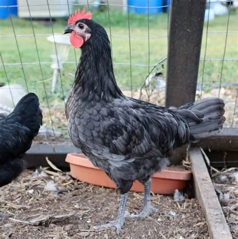 Isbar Chicken Breed Info Chicken Chicks Info