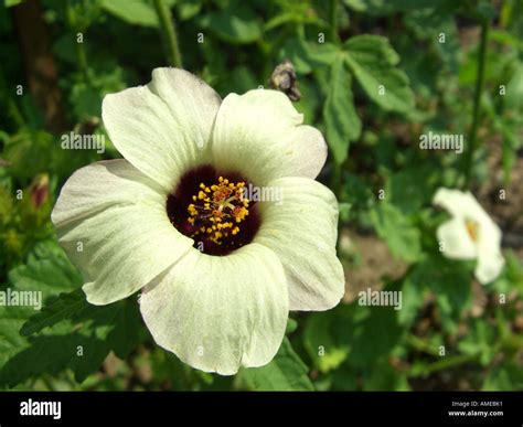 Bladder Ketmia Flower Of An Hour Venice Mallow Hibiscus Trionum