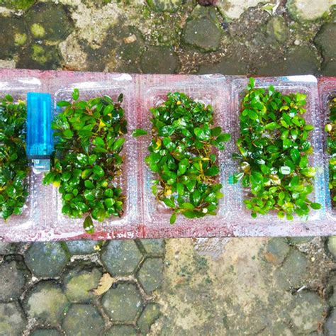 Jual Bucephalandra Buce Mini Porsi Mika Kota Depok MK Aquatic