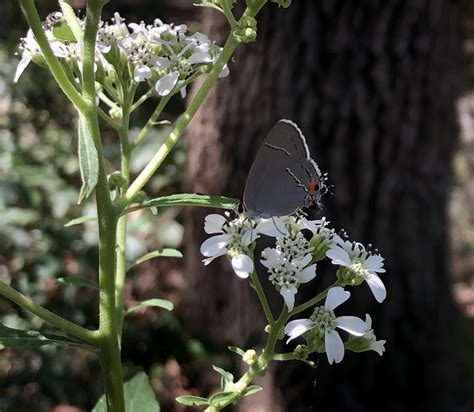 Gray Hairstreak From Manchester Rd SE Townsend GA US On October 9