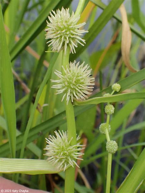 Sparganium Androcladum Branched Bur Reed Minnesota Wildflowers