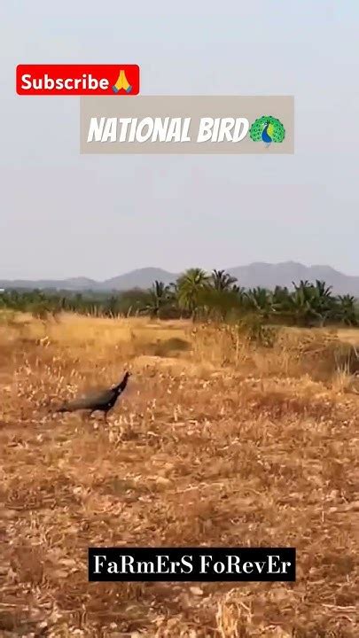 Peacocks Spotted At My Farm 🦚🦚🦚🌾nationalbird Viral Reels Peacock