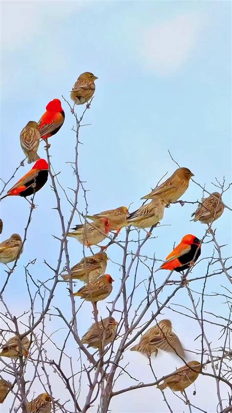 Pin Em Birds Em Belas Criaturas Criaturas Animais