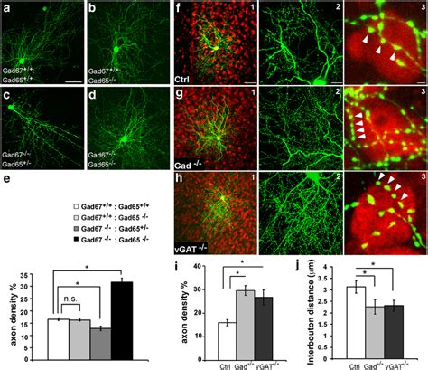 Blockade Of Gaba Release Induces Basket Cell Axons And Bouton