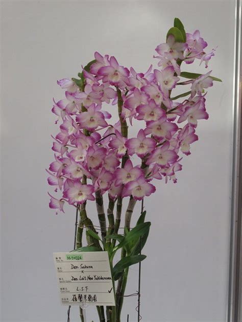 34 Dendrobium Nobile Xhybrids Odds Endssg Flickr