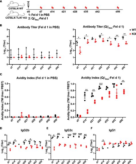 Frontiers Tlr Signaling Shapes And Maintains Antibody Diversity Upon