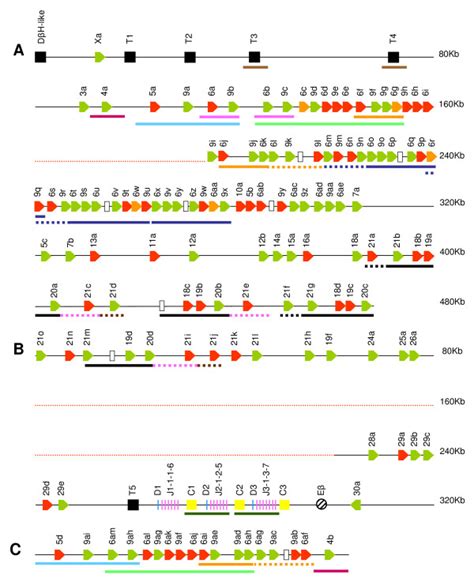 Genomic Organisation Of The Genes In The Bovine Trb Locus As Described