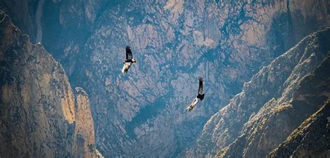 Descubre El Ca N Del Colca Todo Lo Que Necesitas Saber Para Una