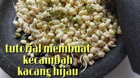 Cara Membuat Kecambah Kacang Hijau Youtube